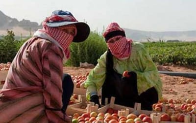 عمّال الزراعة بلا حمايات خلال الشتاء