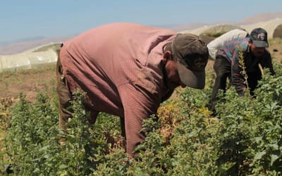 عمال الزراعة بين قبضة "الحكومة" وضياع الحق في التنظيم النقابي (شاهد)