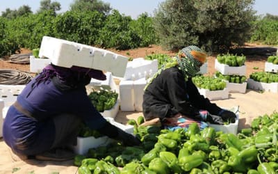 حمادة أبو نجمة: عمال الزراعة يواجهون العديد من الانتهاكات سواء كانوا أردنيين أو غير أردنيين