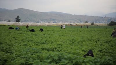 Regulation protecting agricultural laborers has yet to be observed