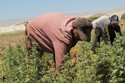 (Day laborers)... between the hammer of need and the anvil of exploitation