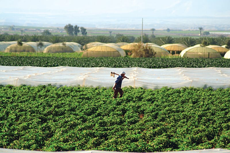PODCAST: JORDAN AGRICULTURAL WORKERS WIN RIGHTS@WORK!