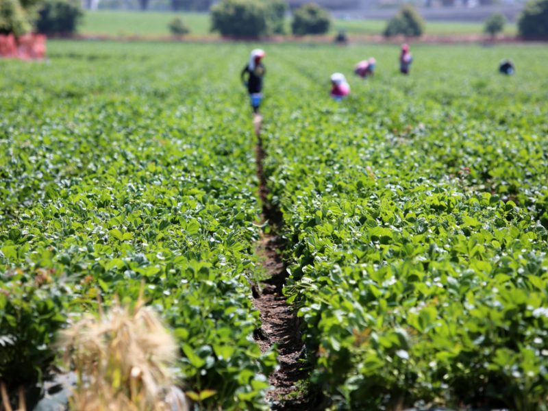 JORDAN AGRICULTURAL WORKERS WIN LANDMARK RIGHTS