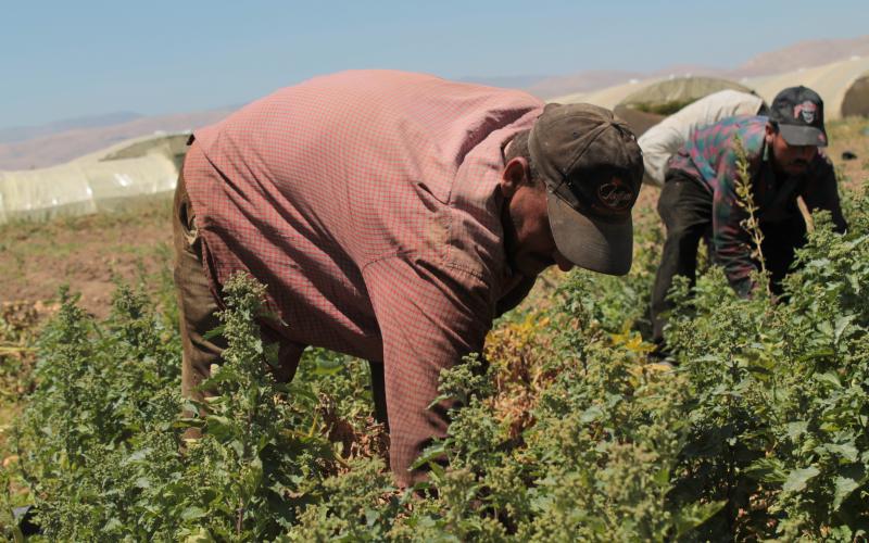 عمال الزراعة بين قبضة "الحكومة" وضياع الحق في التنظيم النقابي (شاهد)