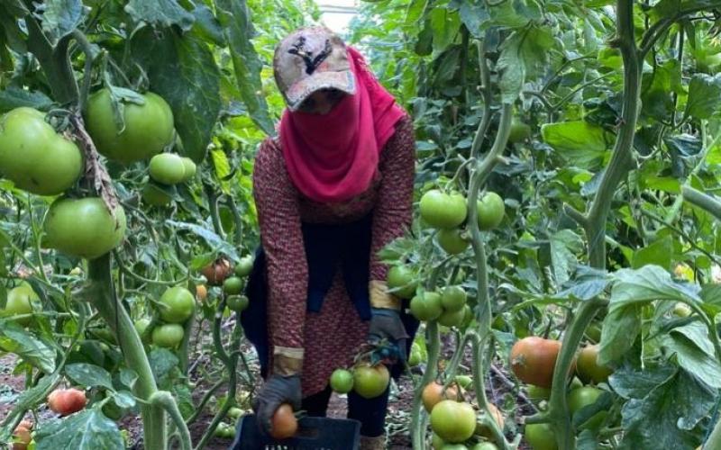 Suspending the system of agricultural workers increases labor violations in the sector
