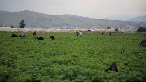 Regulation protecting agricultural laborers has yet to be observed