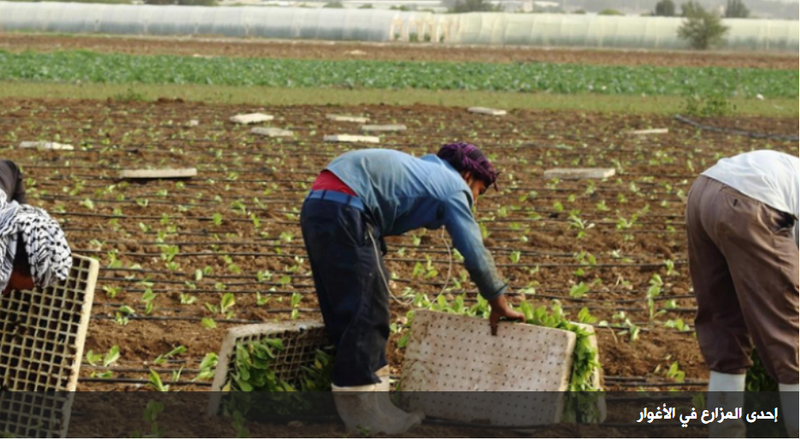 Abu Najma: The majority of agricultural workers are not registered with social security