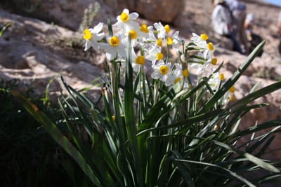 טיול חצי יום לאזור נחל חצץ ורכס חלוקים image