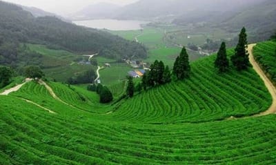 Lợi thế giúp Bảo Lộc hút  giới đầu tư địa ốc  nghỉ dưỡng