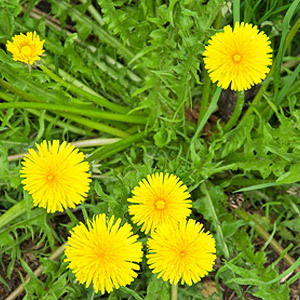 Weed Control