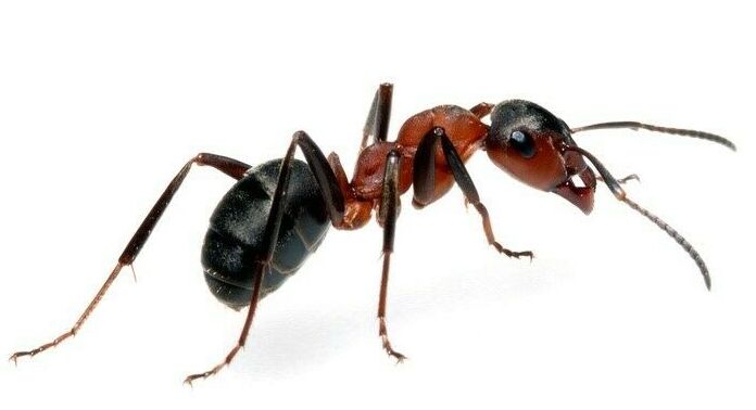 Pest Control