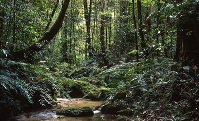 South America Tropical Rainforest