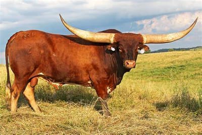 History of the Longhorn Network