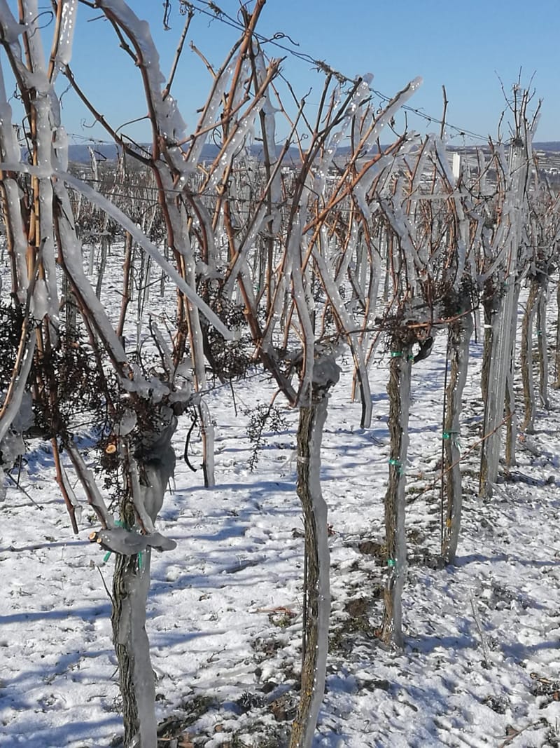 Das Ende beim Rebschnitt ist in Sicht! 😀🍷