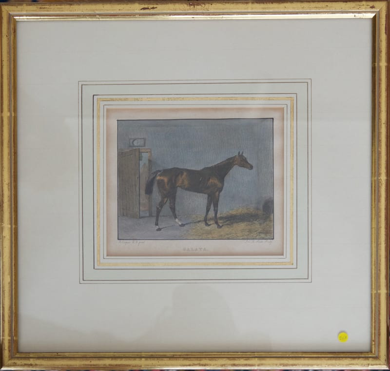 (201W) „GALATA“ HENGST PORTRAIT 