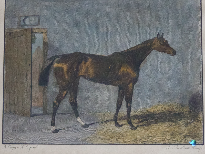 (201W) „GALATA“ HENGST PORTRAIT 