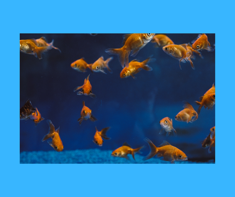 MAŁE RYBKI - 3 latki