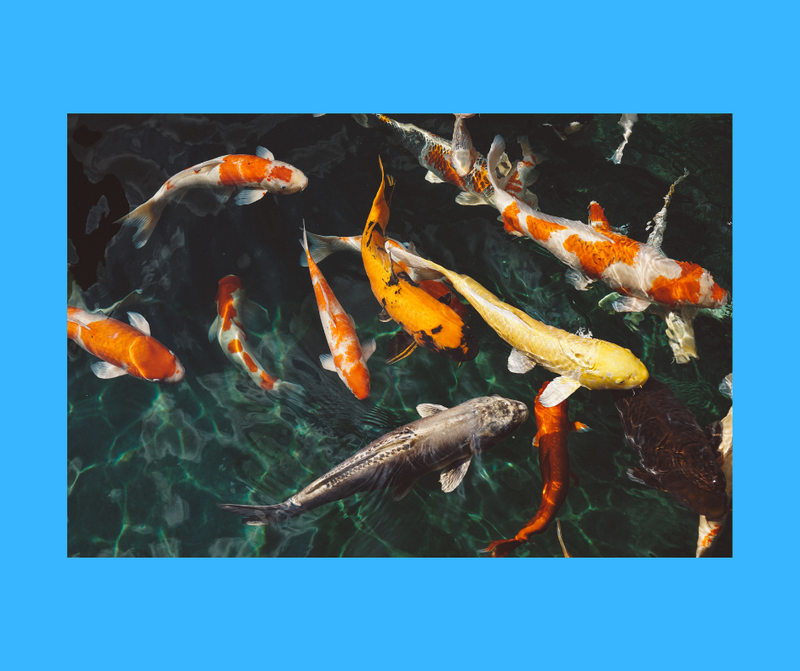 ŚREDNIE RYBKI - 4 latki