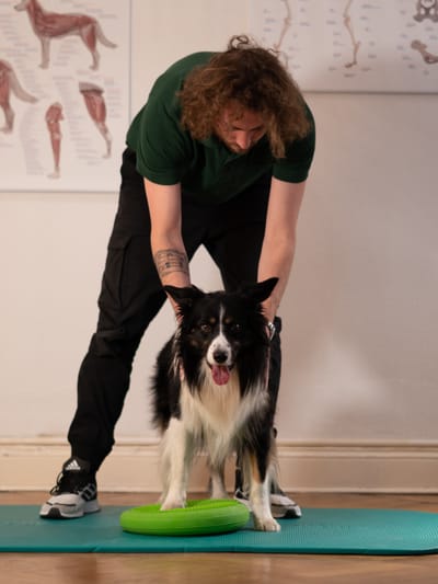  Tierphysiotherapie hilft image