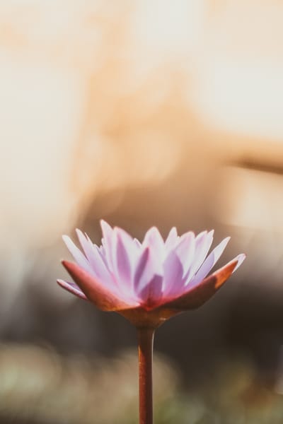 About image
