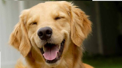 ¿Hasta los animales se ríen y tú?