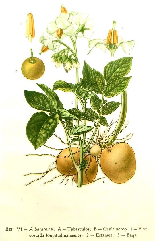 Publication de la nouvelle fiche de notre potager