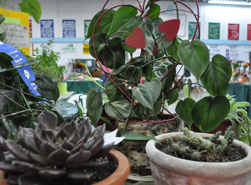 Section C - Potted Plants