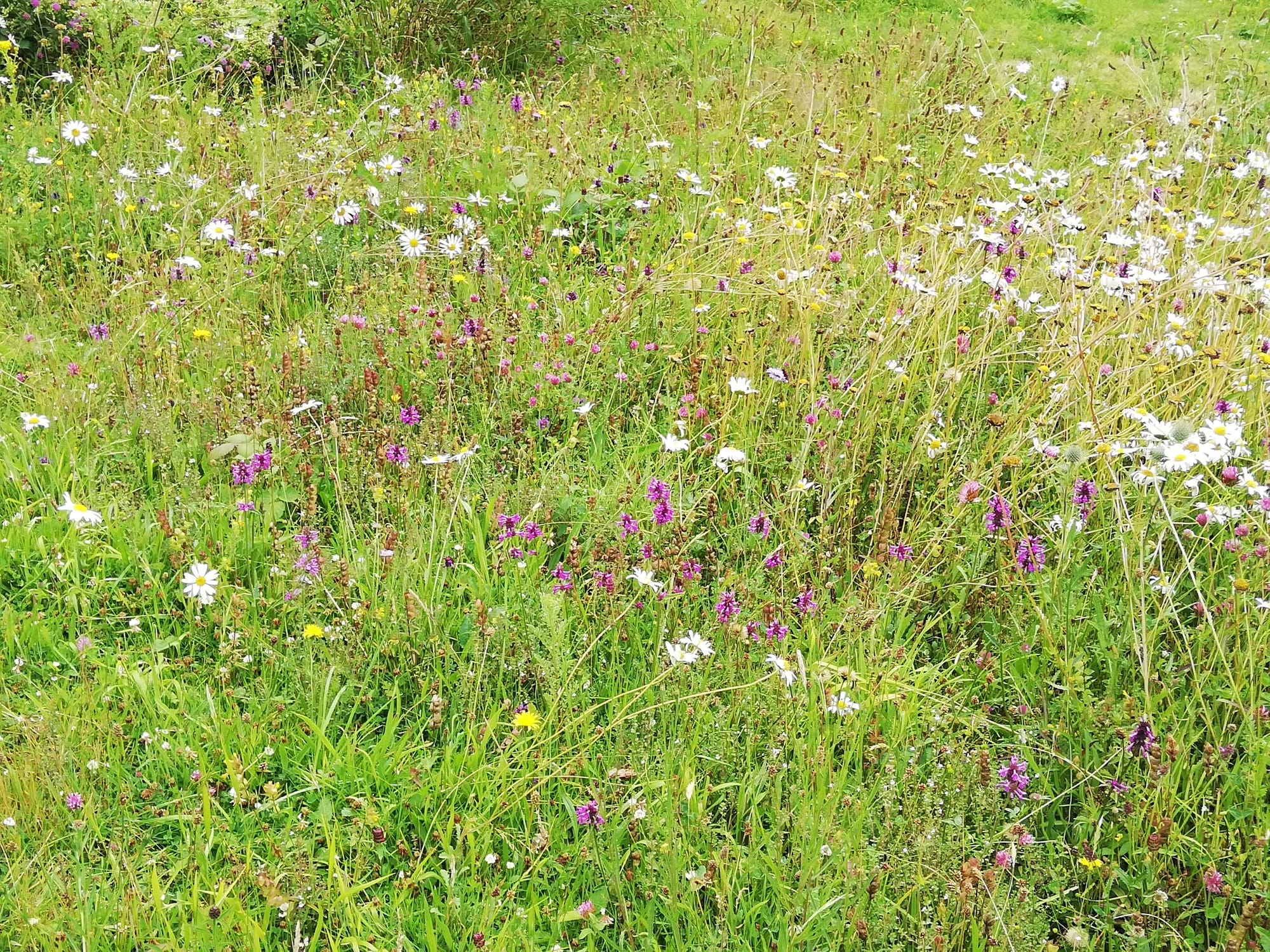 The meadow 5 years on