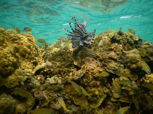 Lionfish in Brazil