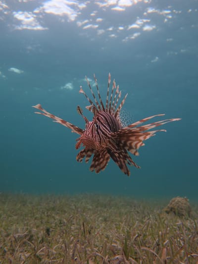 How fear of being eaten might help keep invasive lionfish from taking over reefs