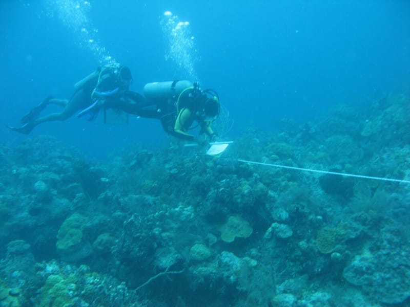 Coral reef ecology