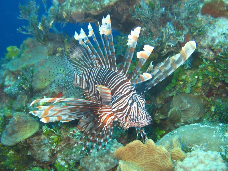 Invasive species and climate change on coral reefs