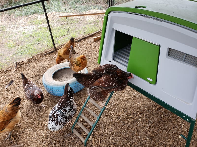 Hen Cockerel & Duck Boarding