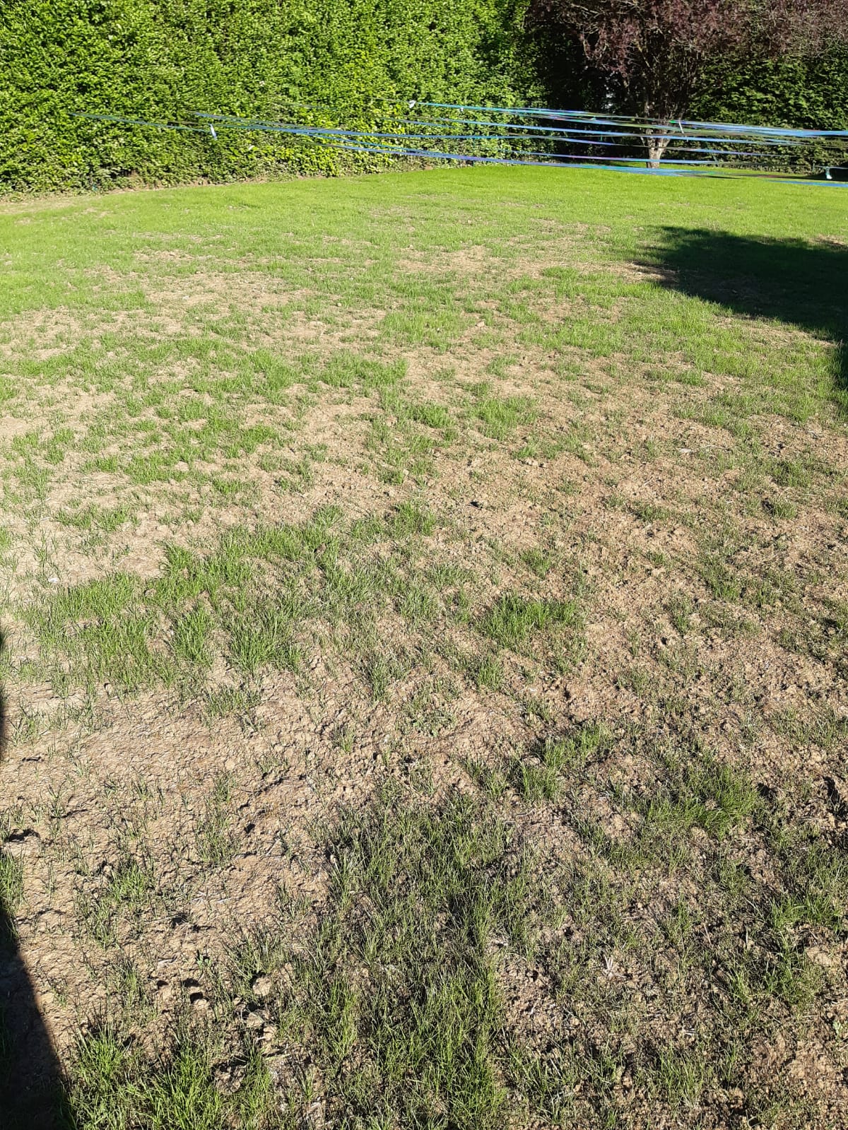 Gazon de semis naturel.