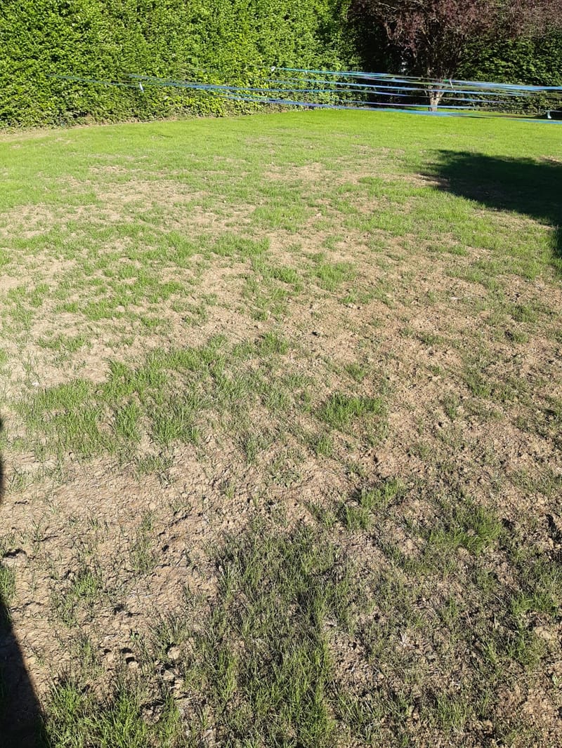 Gazon après 1 mois. Il faut attendre 2 mois pour un résultat correct et regarnir si besoin.