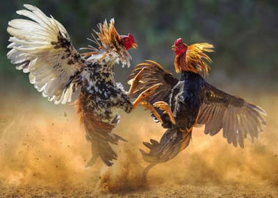 ไก่ชนออนไลน์เล่นอย่างไร