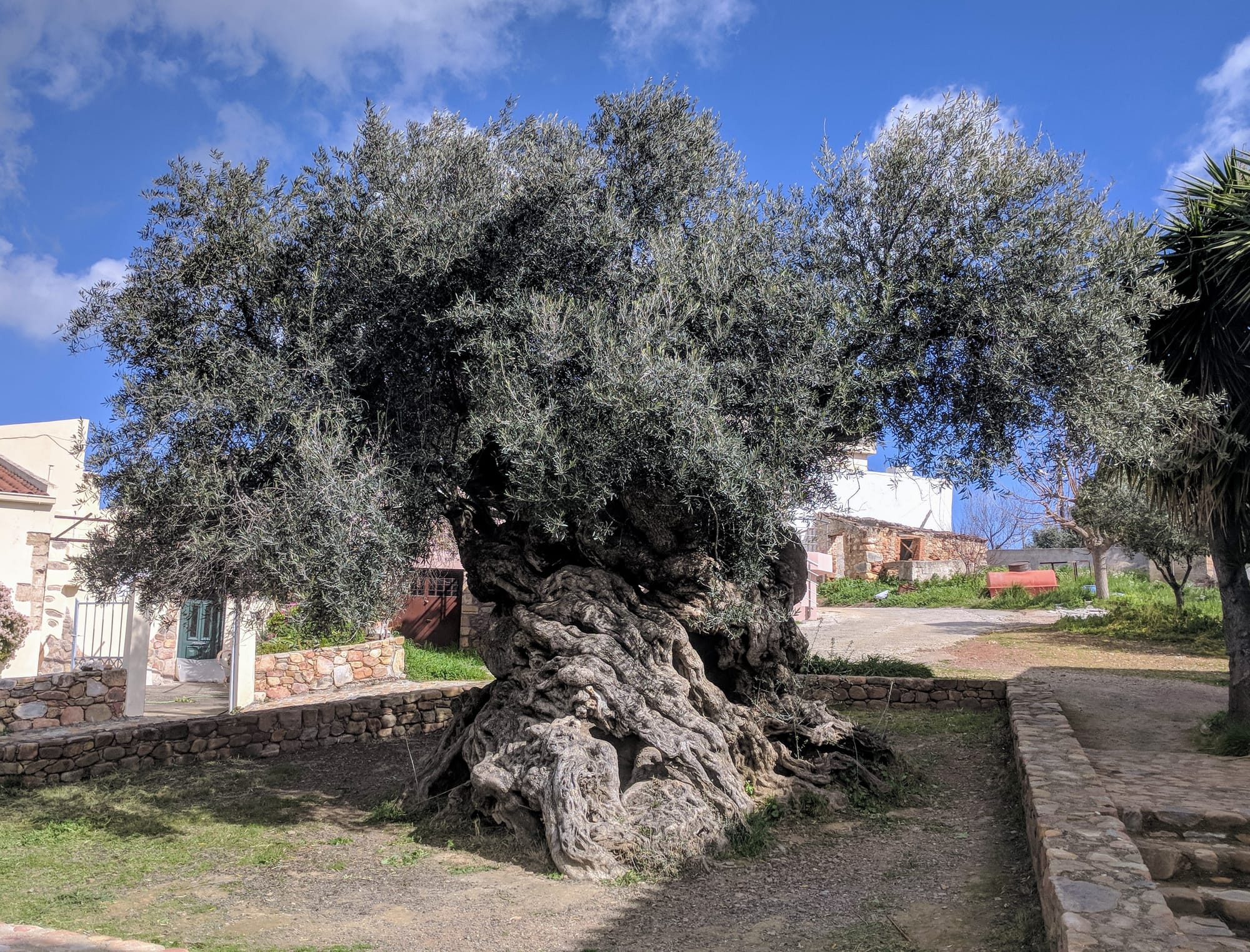 Το αρχαιότερο ελαιόδεντρο