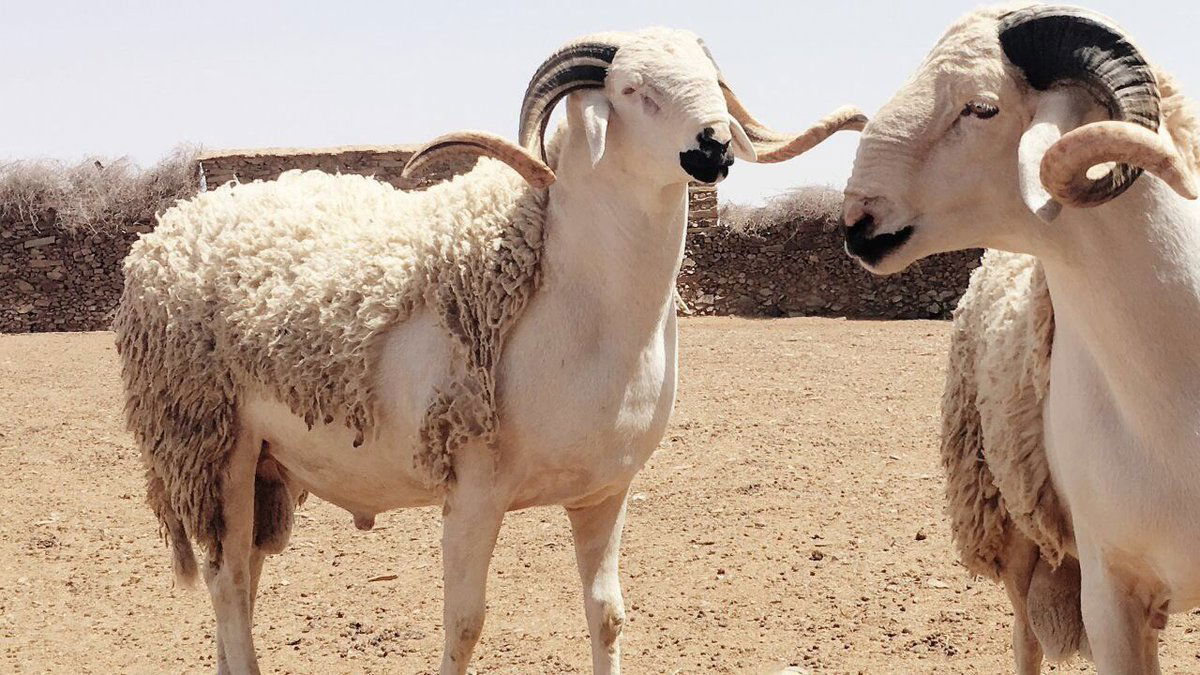 عيد الأضحى بالمغرب  "الصردي".. "نجم الأضاحي"