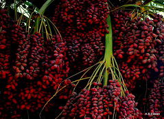 فوائد مذهلة للبلح الأحمر تجعله فاكهتك المفضلة في فصل الصيف