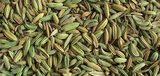 5 Vorteile von Fenchel ... Es behandelt Verdauungsstörungen und reinigt das Blut von Giftstoffen