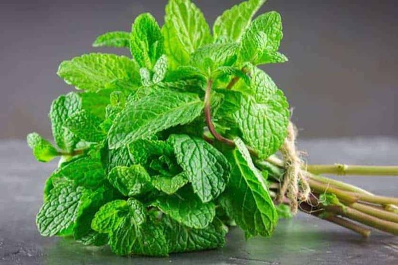 بدون تلف.. طريقة حفظ النعناع لـ3 أسابيع في الثلاجة