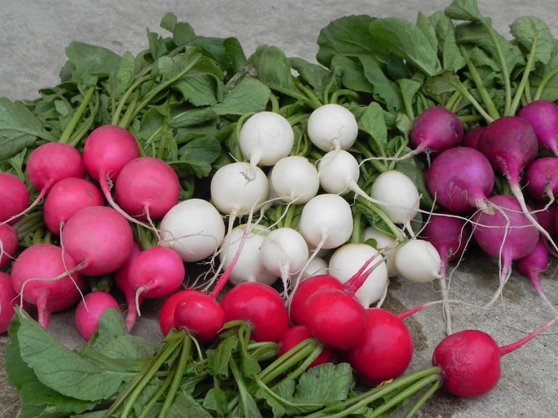 فوائد الفجل.. يقوى المناعة ويحمى من السرطان والسكرى