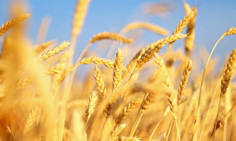 العلماء الروس يبتكرون وقودا من نخالة القمح