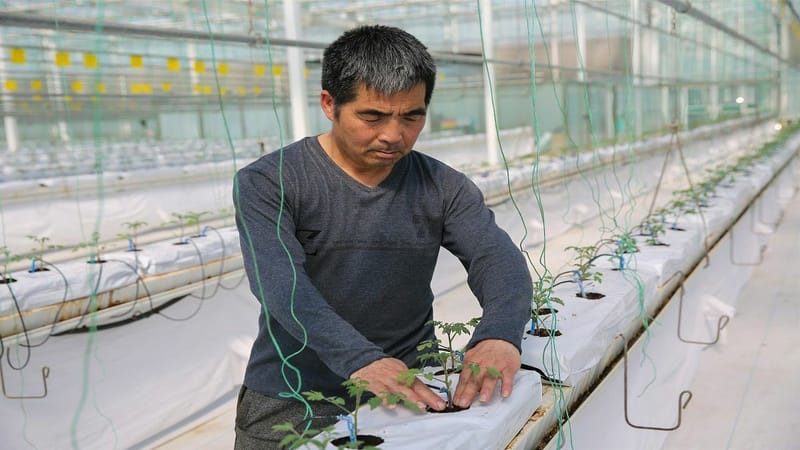 كيف تواجه الصين أزمة نقص الغذاء بتقنية "الصوبات الزجاجية"؟