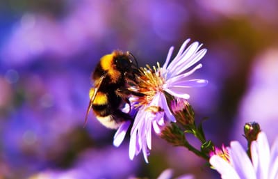 La storia della normativa degli Attestati di Prestazione Energetica (APE)