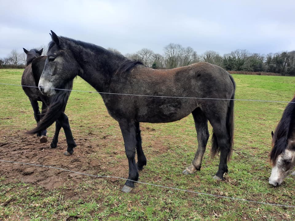 Kilbery Toul Ar C'hoat (vendue)