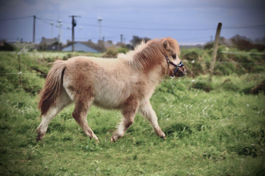 Kashmir Toul ar c'hoat (vendu)