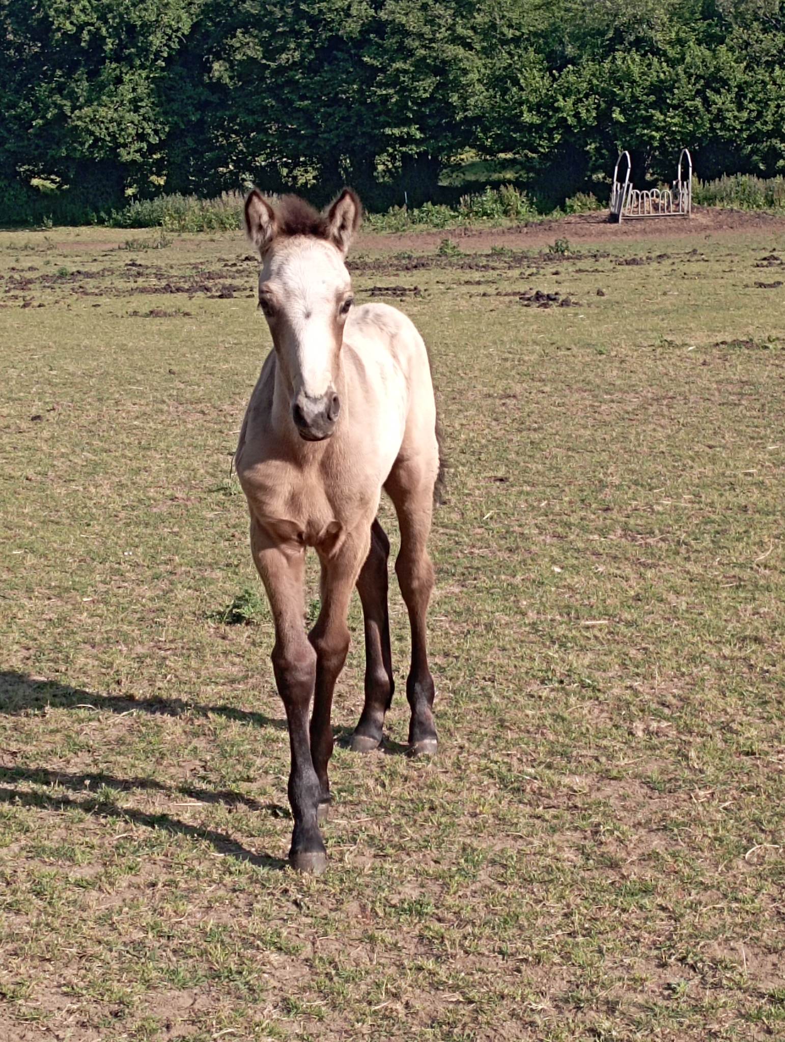Nerzus de Valmaury (VENDU)