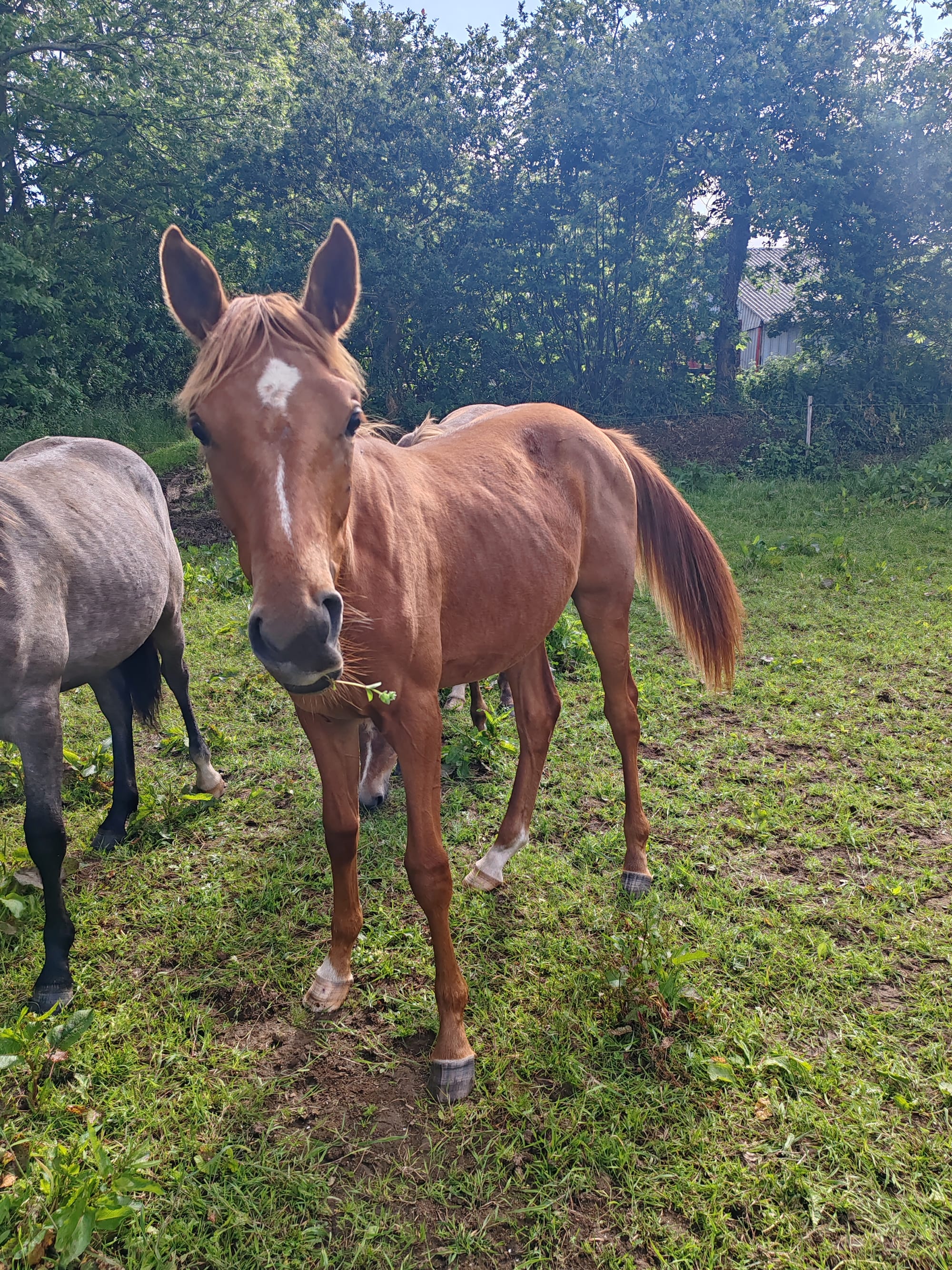 Nadjib Toul Ar C'hoat (a vendre)