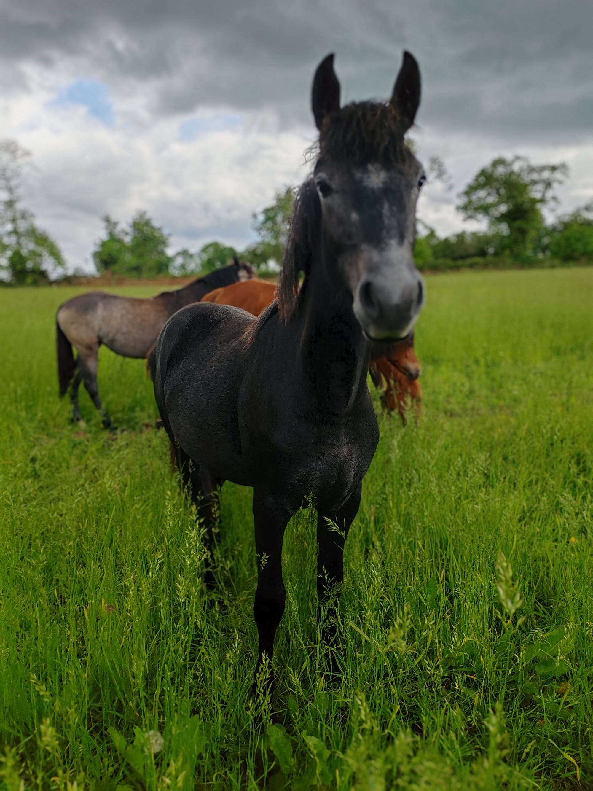 Niamh Toul Ar C'hoat ( VENDUE )